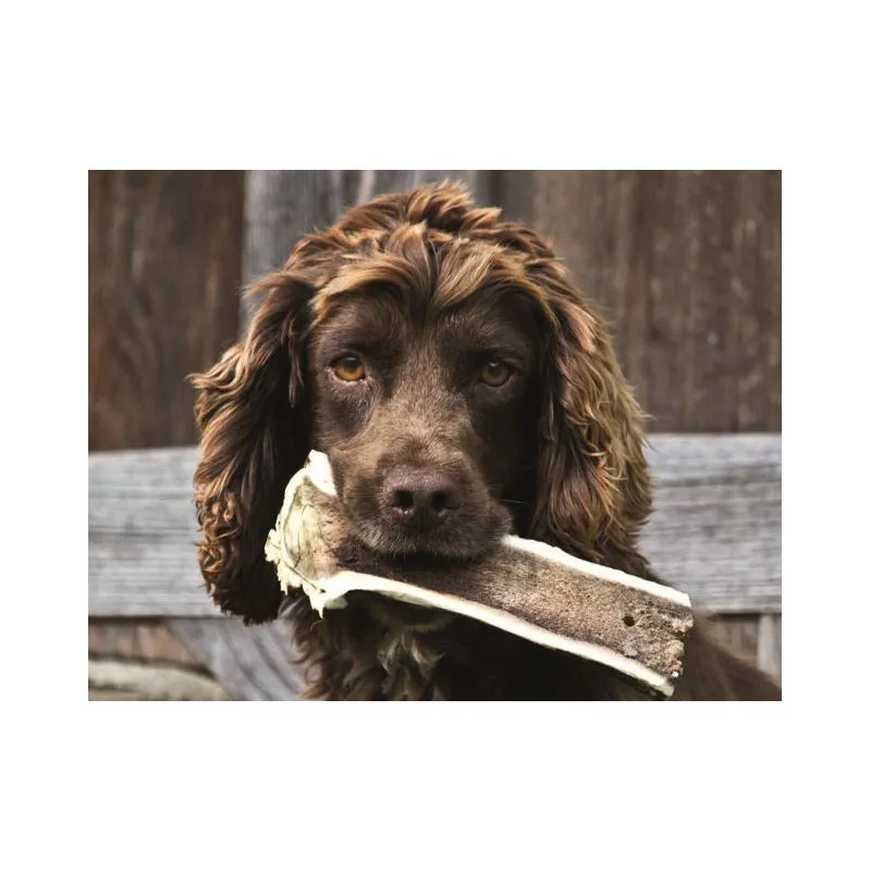 Gusto Pet Food Corno Di Cervo Intero L - 130/199gr Snack Cane 4 Gusto Pet Food Corno Di Cervo Intero L - 130/199gr Snack Cane - immagine 2