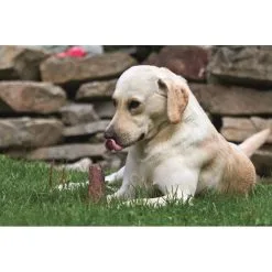 Gusto Pet Food Corno Di Cervo Intero XL - 200/299gr Snack Cane -Negozio online cibo per gatti corno di cervo intero xl 200 299gr snack cane 2