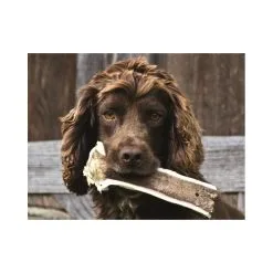 Gusto Pet Food Corno Di Cervo Intero XXL - 300/400gr Snack Cane -Negozio online cibo per gatti corno di cervo intero xxl 300 400gr snack cane 2