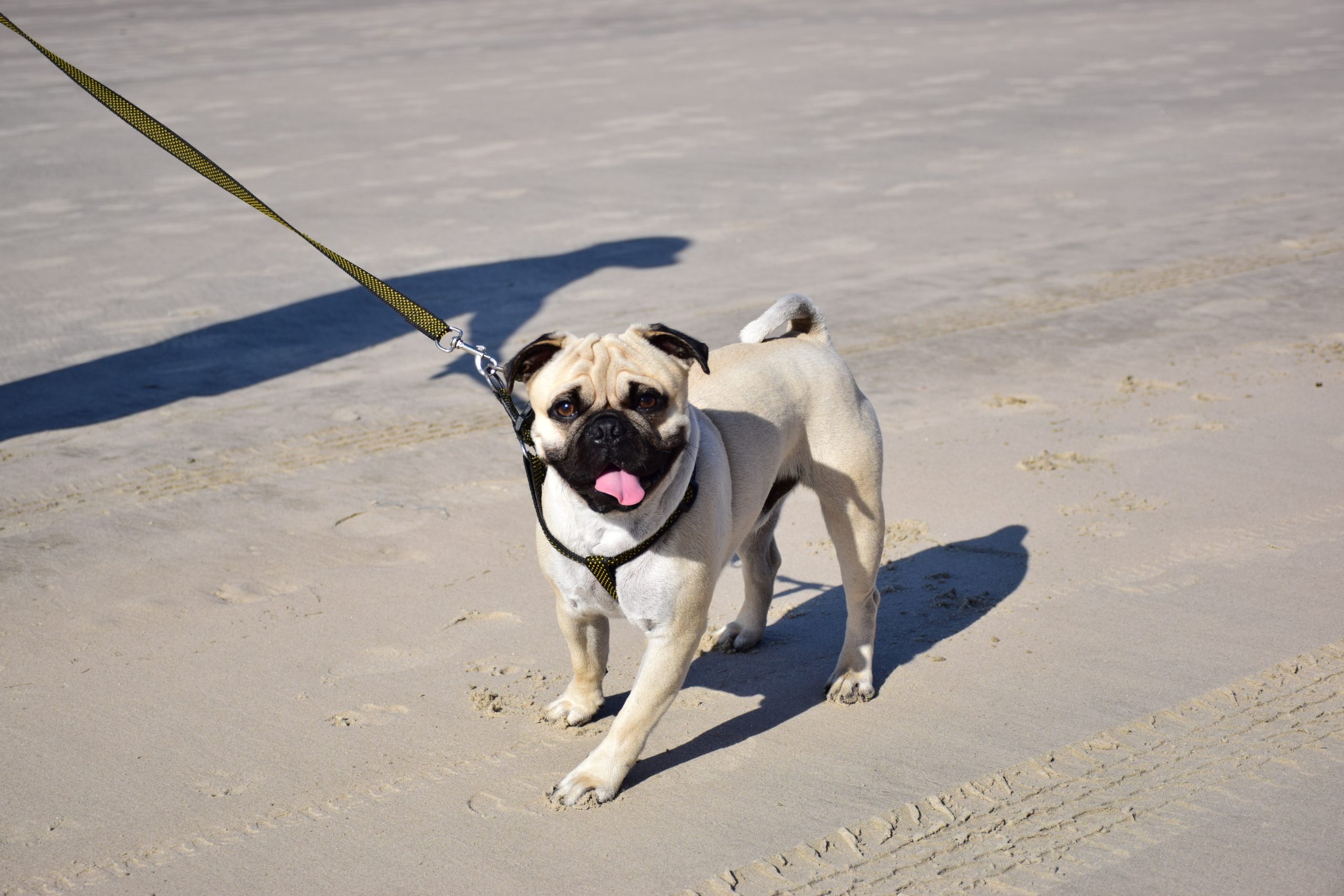 Negozio online cibo per gatti -Negozio online cibo per gatti pexels ronaldo guiraldelli 17019924 scaled